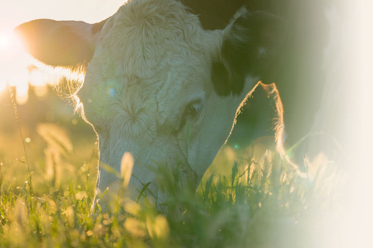 A charolais cow eating grass in a field