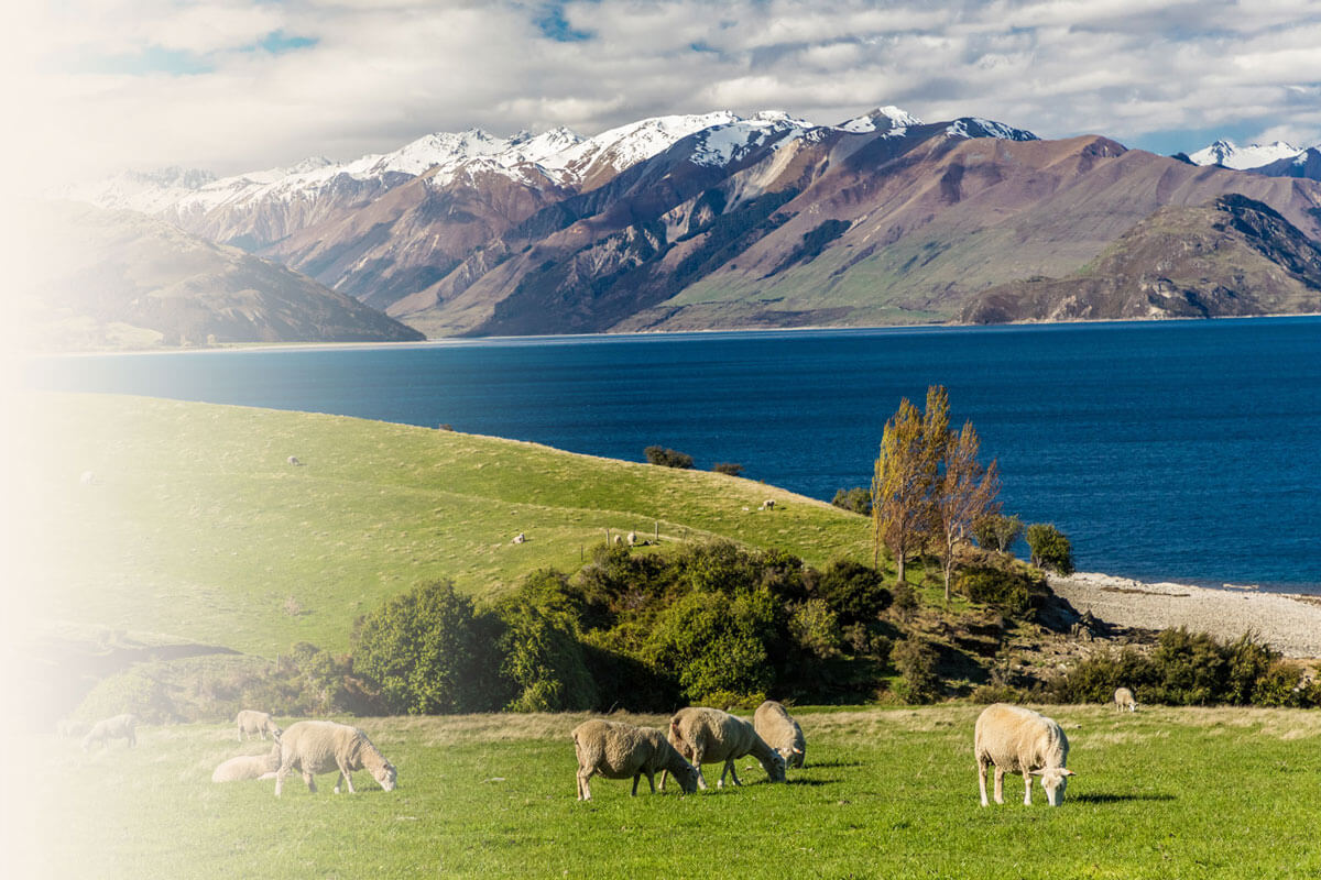 New Zealand lambs eating grass beside lake hawea.